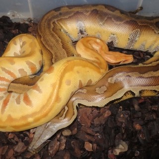 BPUK Genetic Stripe Mating With T+ Blond