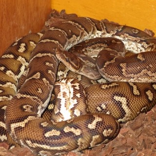 Angolan Python