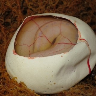 UK FIRST IVORY about to hatch
