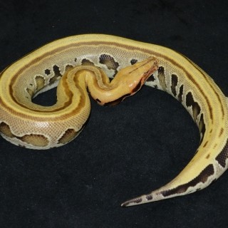 python breitensteini