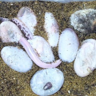 Eryx muelleri's Eggs Hatching